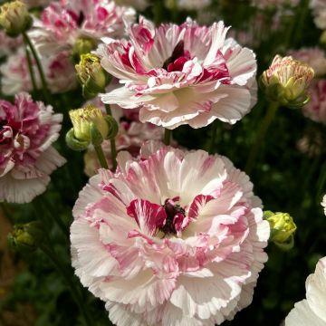 Ranúnculo Brushmark Cesar – Ranunculus asiaticus