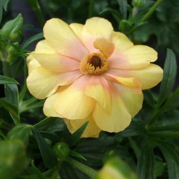 Ranúnculo Butterfly Dione – Ranunculus asiaticus