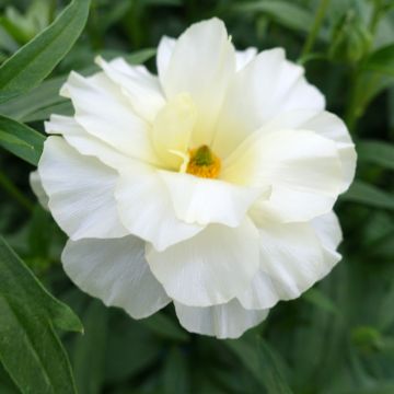 Ranúnculo Butterfly Graces – Ranunculus asiaticus