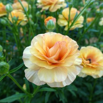 Ranúnculo Butterfly Vestalis – Ranunculus asiaticus