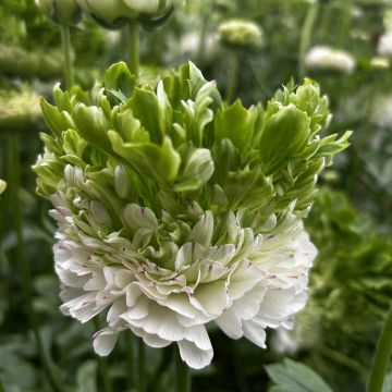 Ranúnculo Crown Giverny – Ranunculus asiaticus
