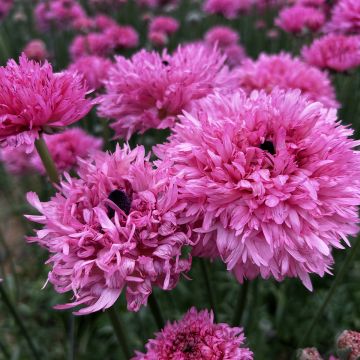 Ranúnculo Poodle Ramlia – Ranunculus asiaticus
