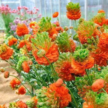 Ranúnculo Crown Nervion – Ranunculus asiaticus