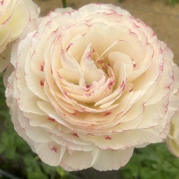 Ranúnculo Romance Orleans – Ranunculus asiaticus