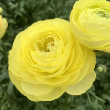 Ranúnculo Romance Quimper – Ranunculus asiaticus