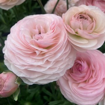 Ranúnculo Romance Seine – Ranunculus asiaticus