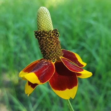 Ratibida columnifera - Sombrero mexicano