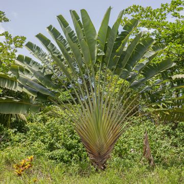 Ravenala madagascariensis (semillas) - Palma del viajero