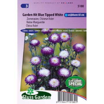 Reina Margarita Garden Hit Blue Tipped White - Callistephus