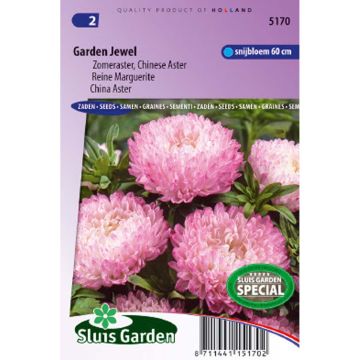 Reina Margarita Garden Jewel Rose - Callistephus