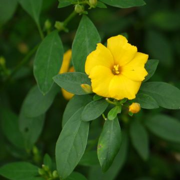 Reinwardtia indica - Amarillo lino