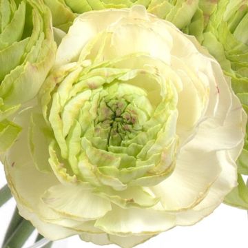 Ranúnculo Supreme Light Green – Ranunculus asiaticus