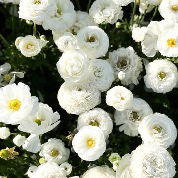 Ranunculus asiaticus White - Ranúnculo
