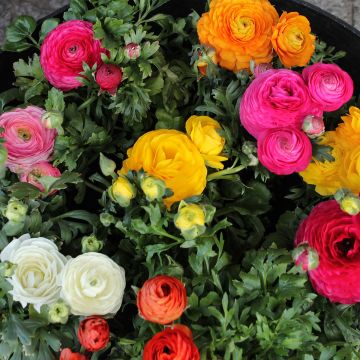 Ranunculus asiaticus Mixture - Ranúnculo