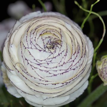 Ranunculus asiaticus White Pink Bicolor - Ranúnculo