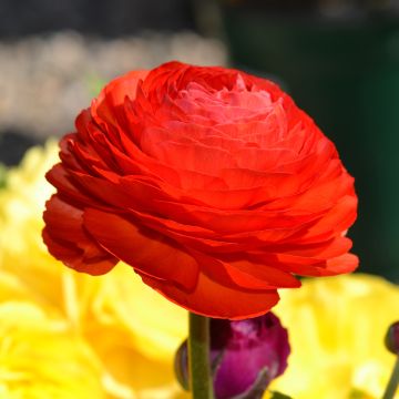 Ranunculus asiaticus Red - Ranúnculo