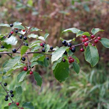 Rhamnus frangula - Arraclán