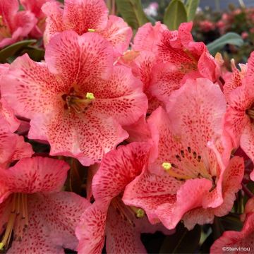 Rhododendron Sainte-Marine