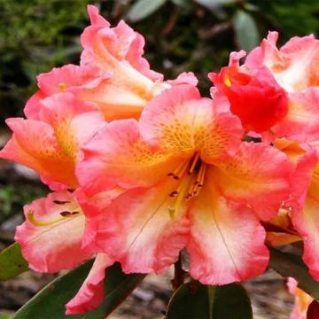 Rododendro Sun Fire