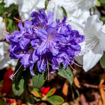 Rhododendron impeditum - Rhododendron nain