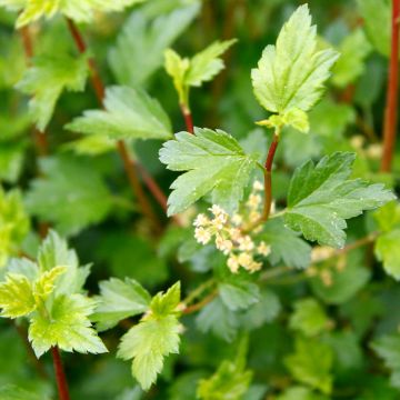 Ribes alpinum Schmidt