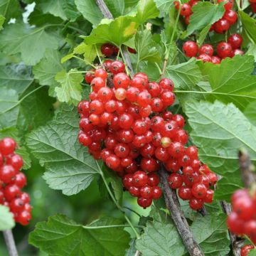 Grosella roja Rotet