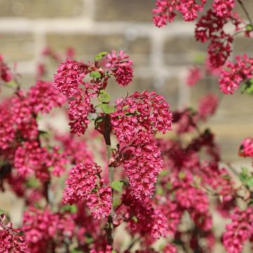 Ribes sanguineum Amore - Grosellero de invierno