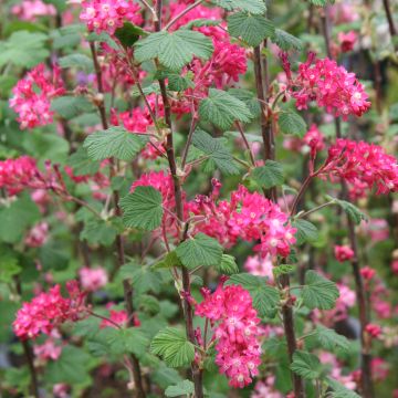 Ribes sanguineum King Edward VII - Grosellero de invierno