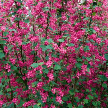 Ribes sanguineum Pulborough Scarlet - Grosellero de invierno