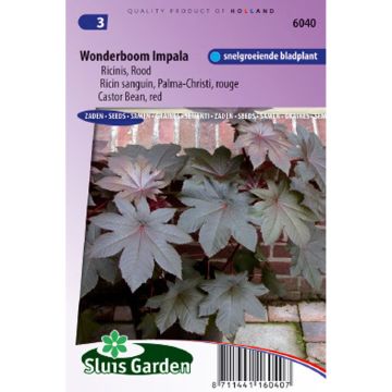 Ricinus communis Palma-Christi - Ricino