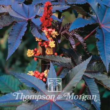 Ricinus communis Carmencita - Ricino