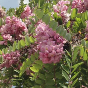 Robinia hispida Rosea - Acacia rosa