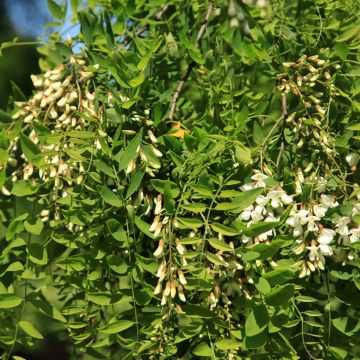 Robinia pseudoacacia Semperflorens - Falsa acacia