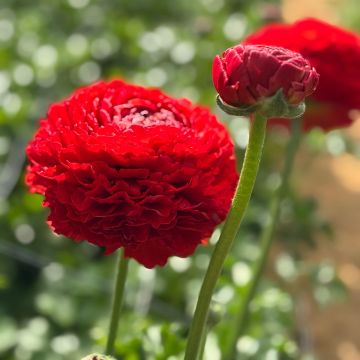 Ranúnculo Romance Get Lucky – Ranunculus asiaticus