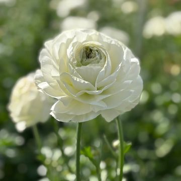 Ranúnculo Romance Montenvers – Ranunculus asiaticus
