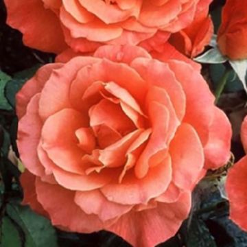 Rosal Fellowship Harwelcome (Rosal de pie alto)