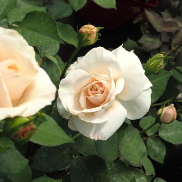 Rosal Princesse Astrid de Belgique
