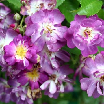 Rosal Veilchenblau - Rosal trepador