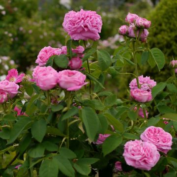 Rosal Portland Yolande d’Aragon