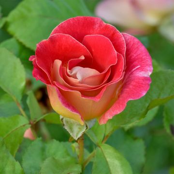 Rosal Aline Mayrisch Rose