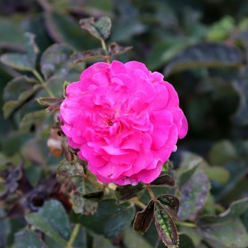 Rosa damascena - Rosa de Damasco