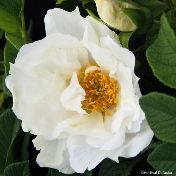 Rosal rugosa Angelia White