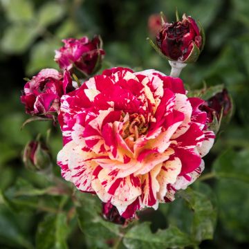 Rosal Abracadabra