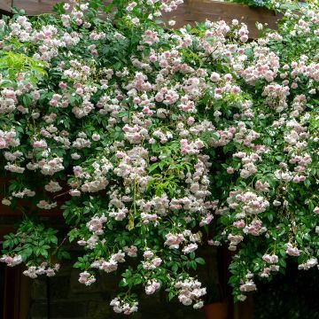 Rosal Paul's Himalayan Musk - Rosal liana
