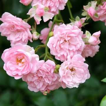 Rosal The Fairy (Rosal de pie alto)