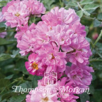 Rosa trepadora Garden Party (semillas)