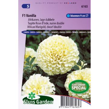 Tagetes erecta Vanilla