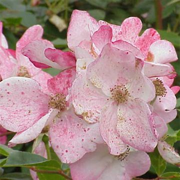 Rosal Rush lenmobri
