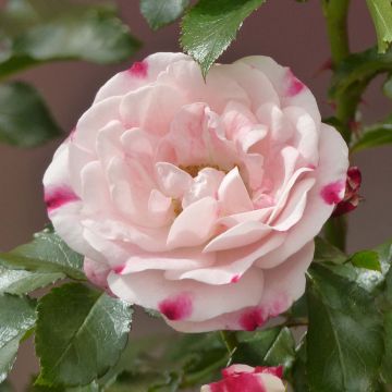 Rosal Rosenstadt Freising