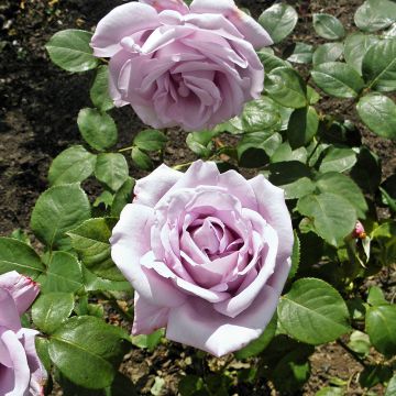 Rosal Blue Girl